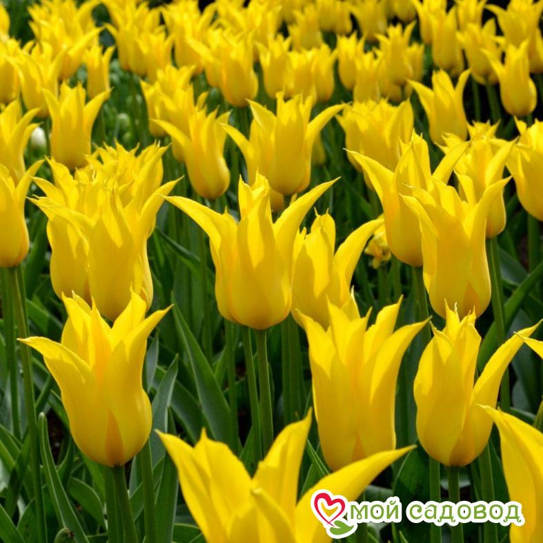 Тюльпан попугайный Дэнсинг Шоу