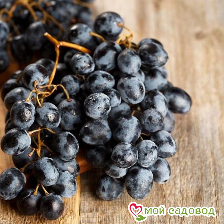 Виноград Мускат Блау - 1 ₽