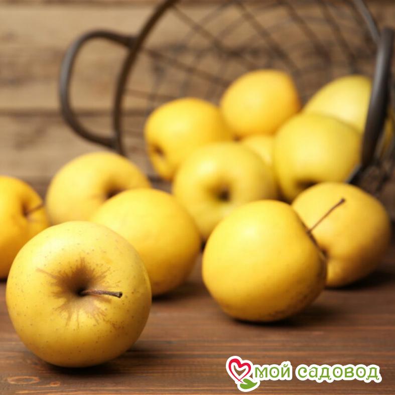 Голден Делишес