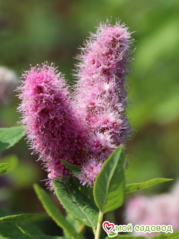 Спирея "Билларда" (billardii Triumphans)