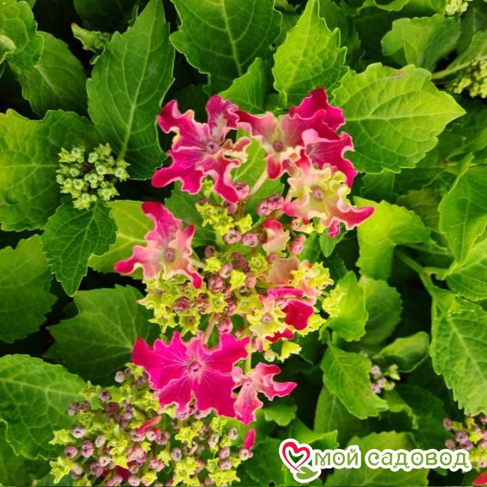 Гортензия Спарк хот Пинк