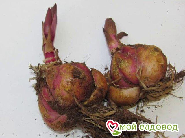 Лилия Бархатные Сумерки