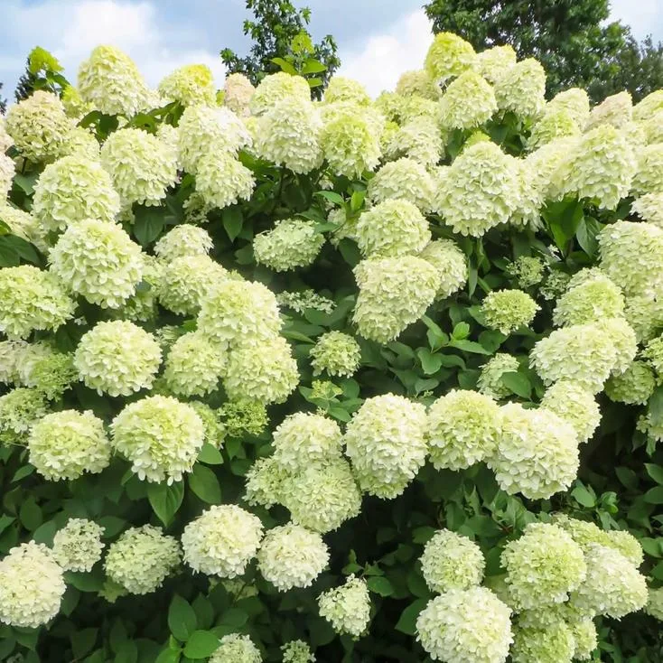 Гортензия Лайт Лайм