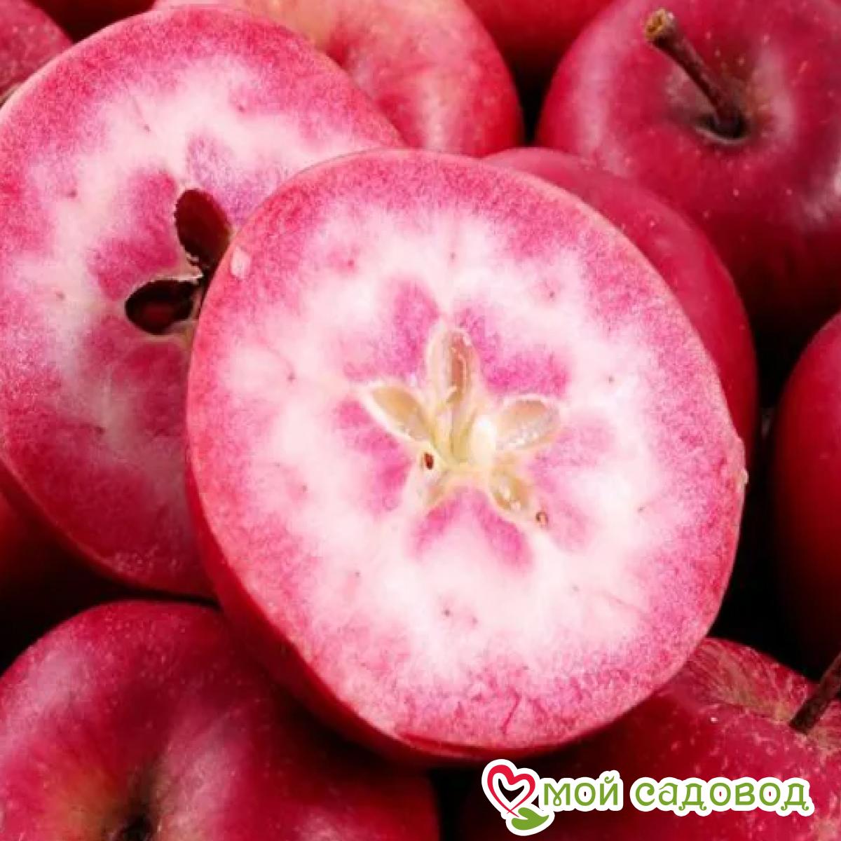 Яблоня Ред Лав